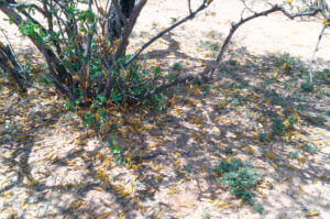 Heuschreckenplage in Kenia Malteser International MI Katastrophen
