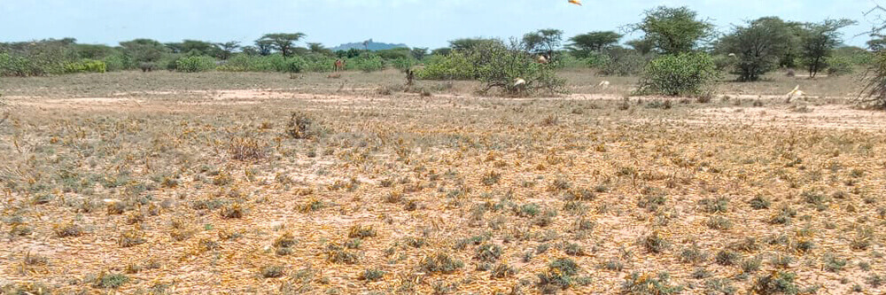 Heuschreckenplage in Kenia Malteser International MI Katastrophen