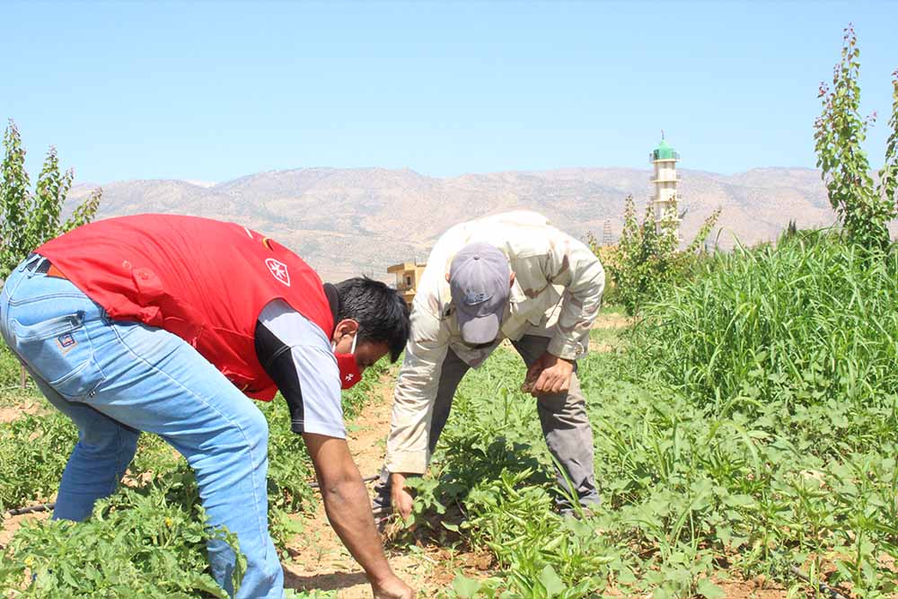 Malteser International Libanon Landwirtschaft 03