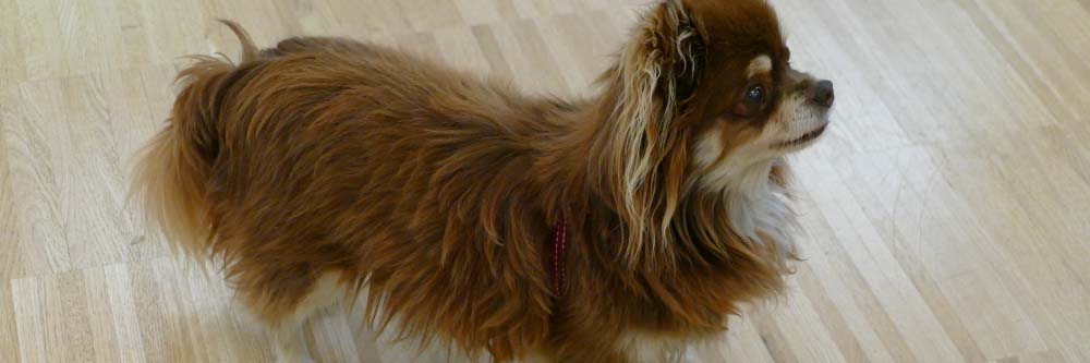 Malteser Ordenshaus Hundetherapie