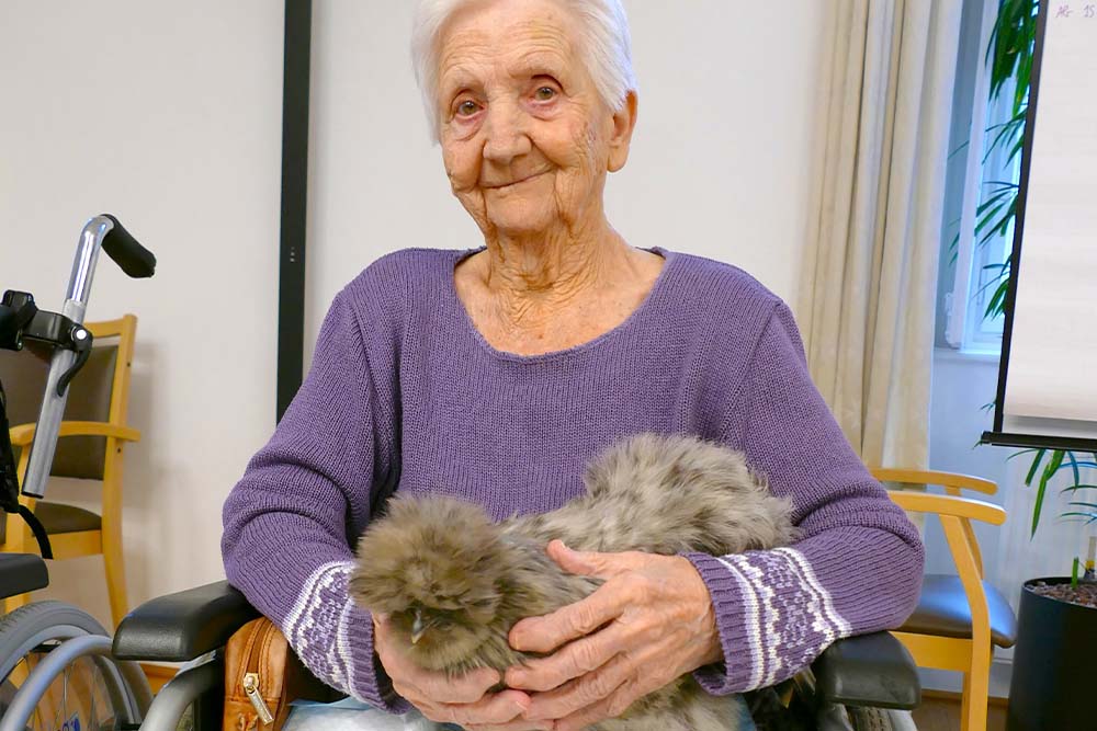 Malteser Ordenshaus Besuch Seidenhühner 02 Malteser Ordenshaus Besuch Seidenhühner 02