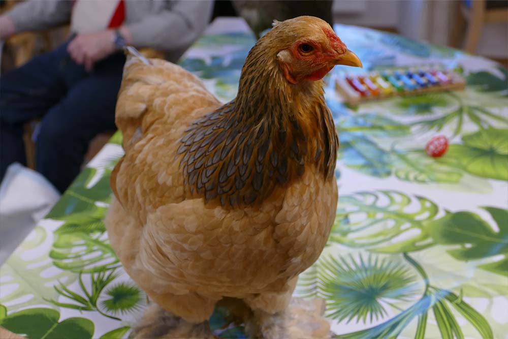 Malteser Ordenshaus Besuch Seidenhühner 03 Malteser Ordenshaus Besuch Seidenhühner 03