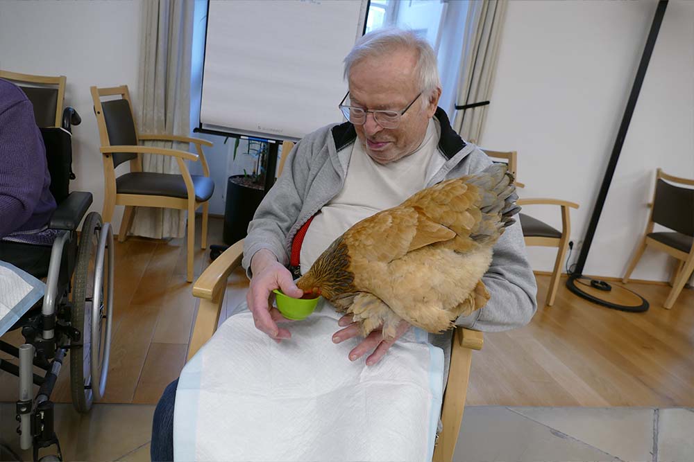 Malteser Ordenshaus Besuch Seidenhühner 05 Malteser Ordenshaus Besuch Seidenhühner 05