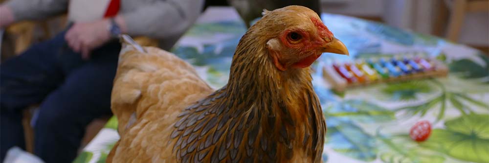 Malteser Ordenshaus Besuch Seidenhühner BB Malteser Ordenshaus Besuch Seidenhühner BB